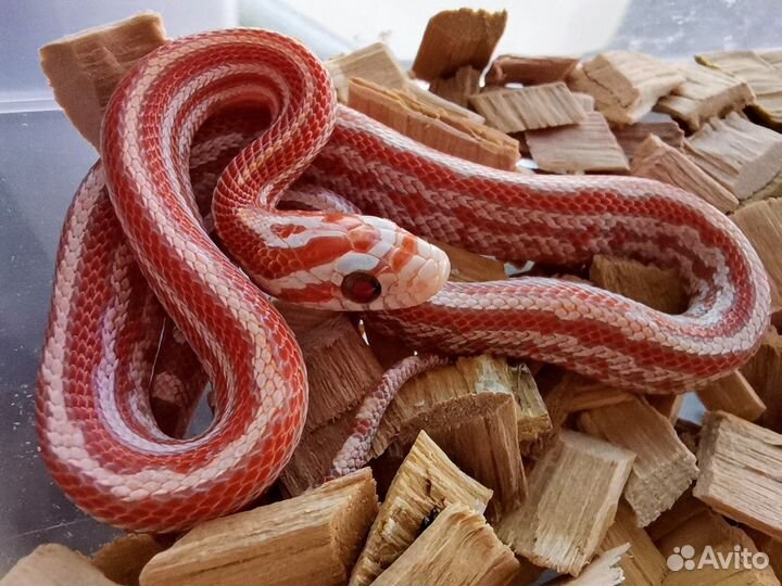 Маисовые полозы змейки