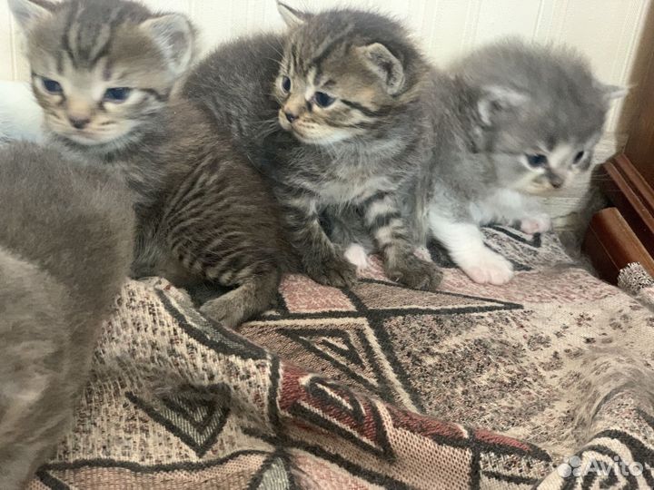 Отдам в добрые руки