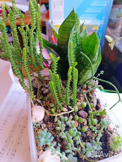 Суккуленты, стапелии