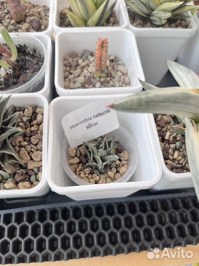 Суккуленты обновлено 20.09