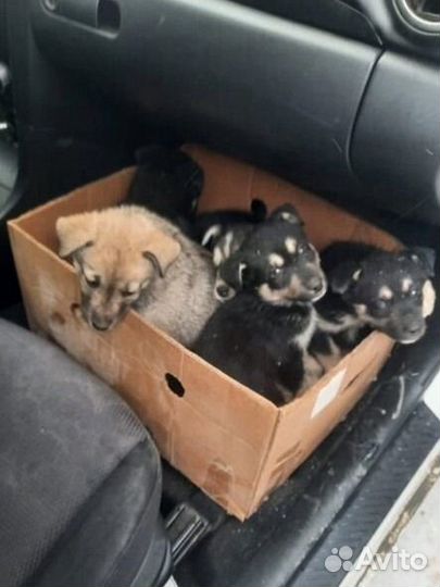 Щенки ищут дом