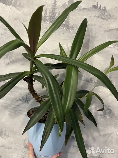 Комнатные растения