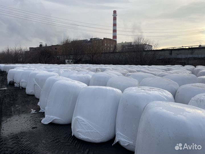 Жом свекловичный Консервированный