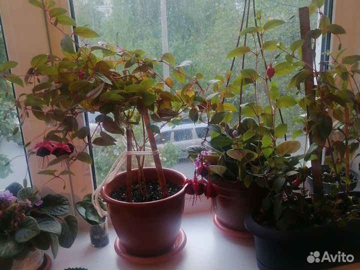 Комнатные цветы шефлера