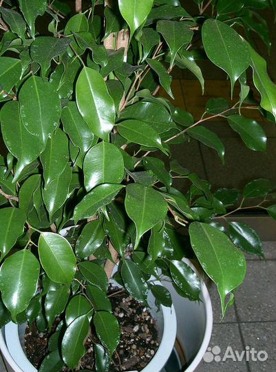 Цветы комнатные