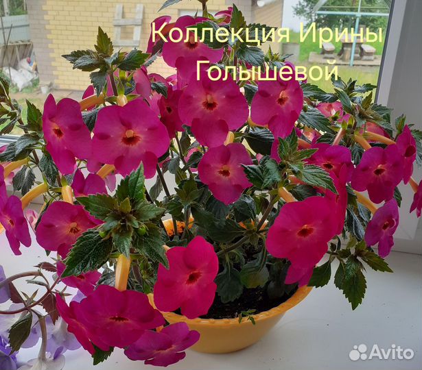 Ризомы ахименесов почтой