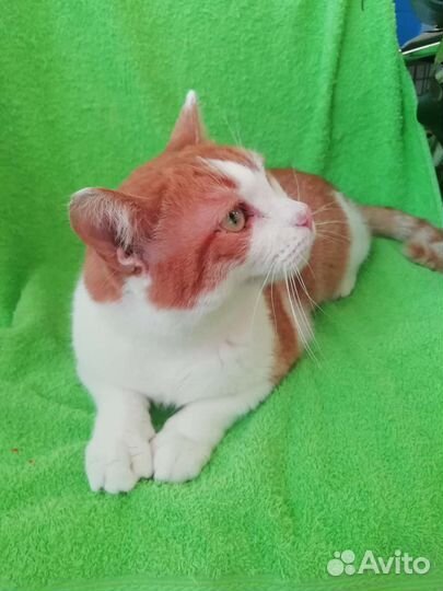 Замечательный кот Оскар