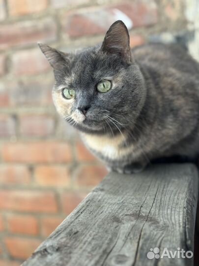 Кошечка Булочка