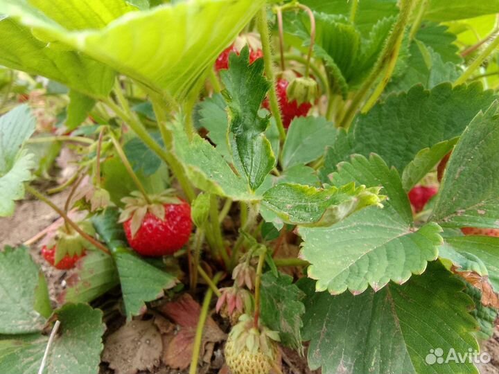 Рассада виктории