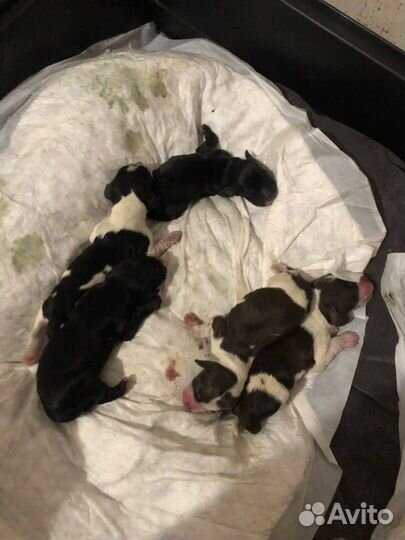 Русский спаниель вязка