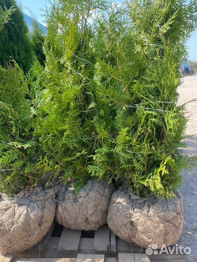 Туя Брабант 100-120см