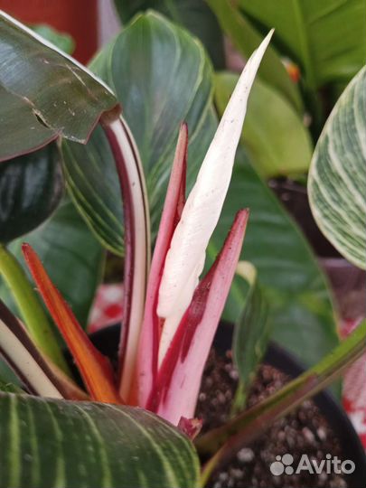 Филодедрон Биркина