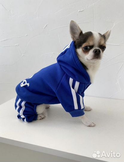 Одежда для маленькой собаки