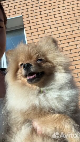 Померанский шпиц девочка