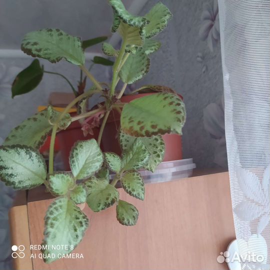 Комнатные цветы, излишки