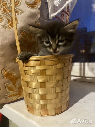 В добрые руки котенки