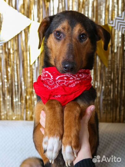 Кенай-робкий,но очень нежный