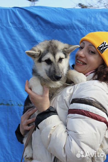 Щенок из приюта в добрые руки