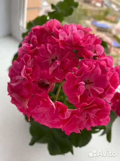 Пеларгонии сортовые