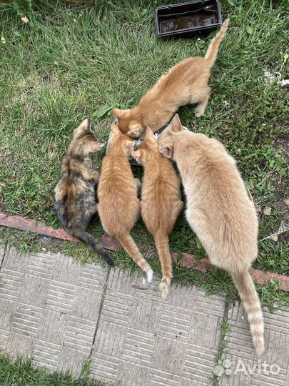 Котенок рыжий в дар