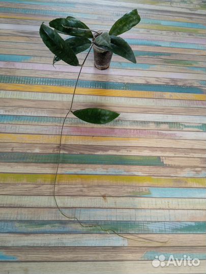 Хойя финлайсони отправлю почтой