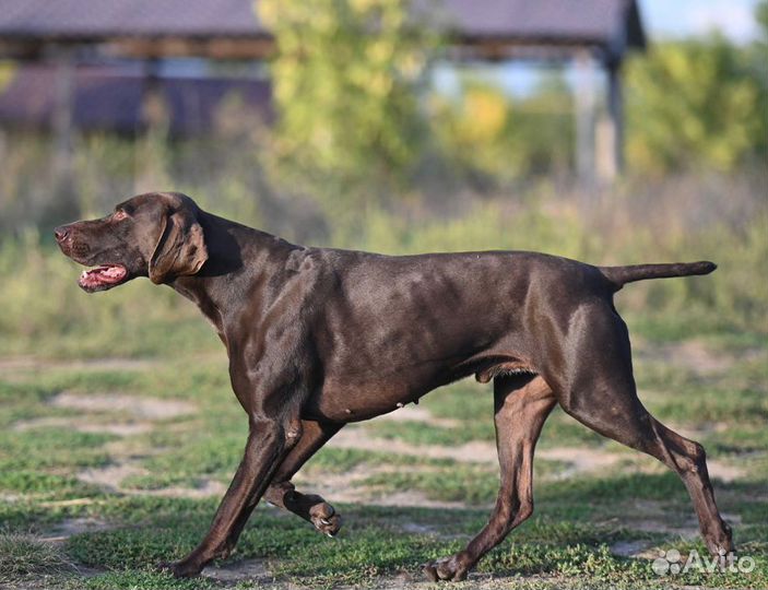 Щенки курцхаара от породных рабочих собак