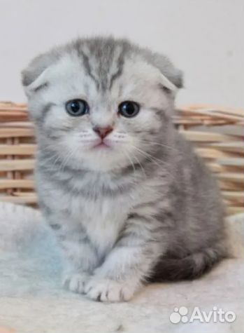 Кошка британка вислоухая