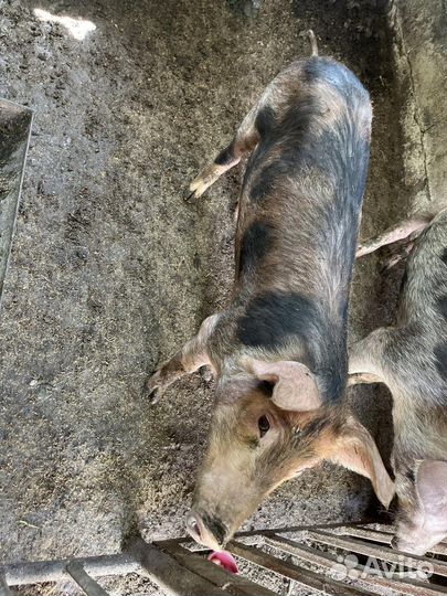 Хряк на племя