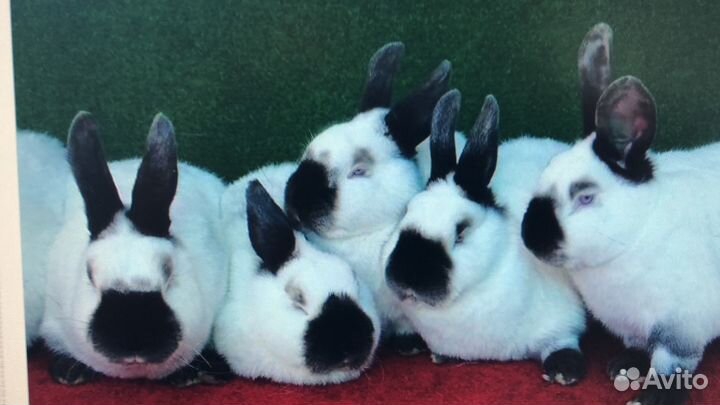 Кролики калифорнийские на племя