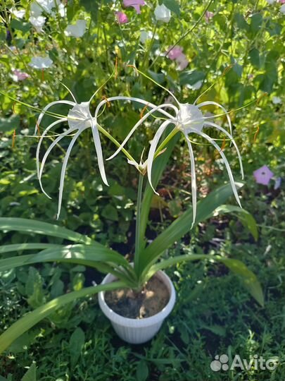 Необычные домашние растения