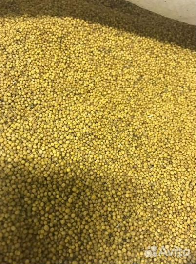 Горчица / Семена горчицы