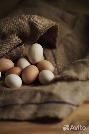 Яйца Цесарки