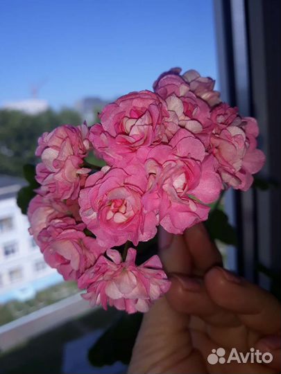 Пеларгония, герань сортовая