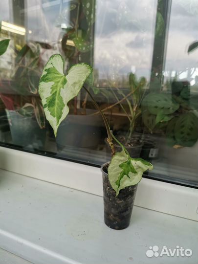 Сингониум Три короля