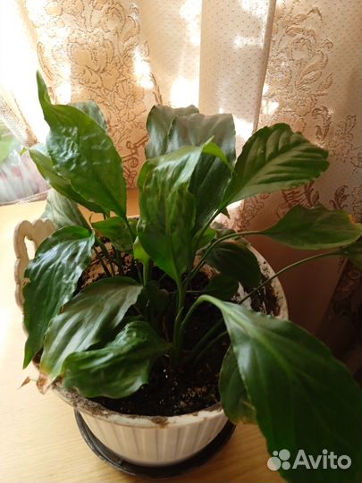 Спатифиллум («женское счастье»)