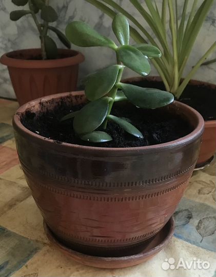Керамический горшок с денежным деревом толстянка