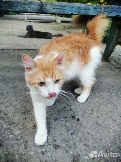 Пристраиваются котята