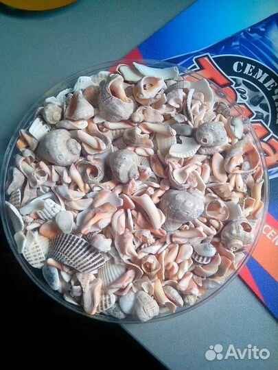 Морские ракушки