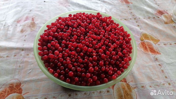 Красная смородина