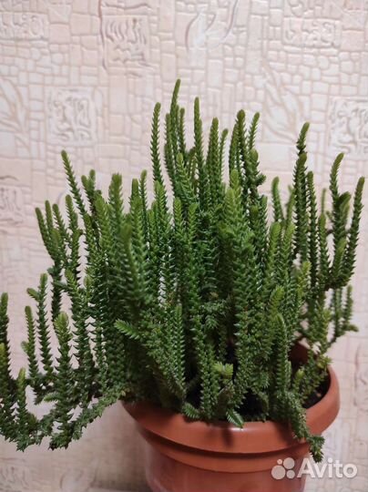 Красула плауновидная