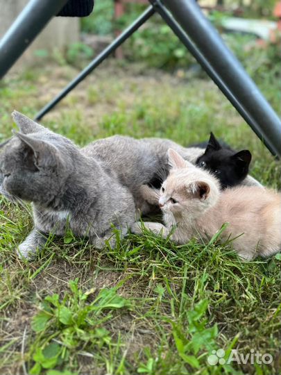 Отдам бесплатно