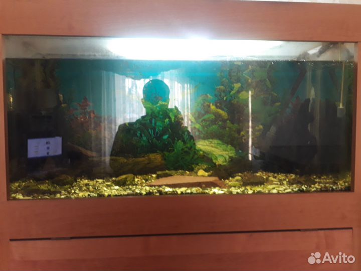 Аквариум