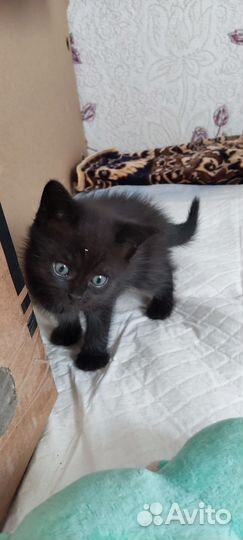 Котята отдам в добрые руки бесплатно)