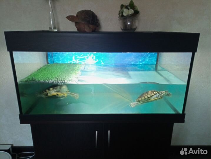 Аквариум с водными черепахами