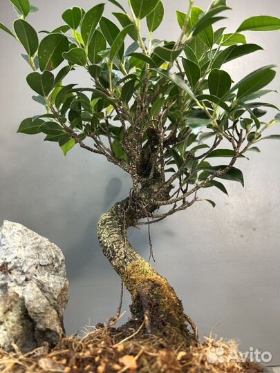 Дерево Бонсай - Баньян со скалой 14 лет