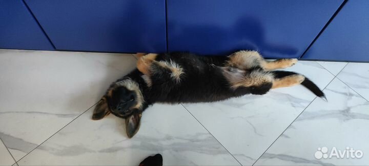 Потерялась собака