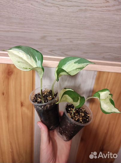 Эпипремнум хэппи лиф, Марбл Квин, Пиннантум Вайт