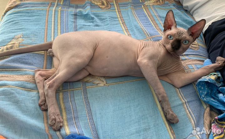 Канадский сфинкс