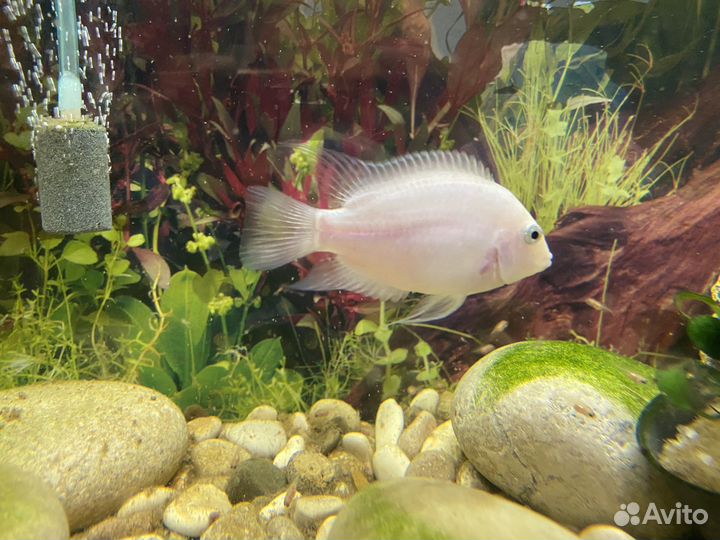 Аквариумные рыбы бесплатно