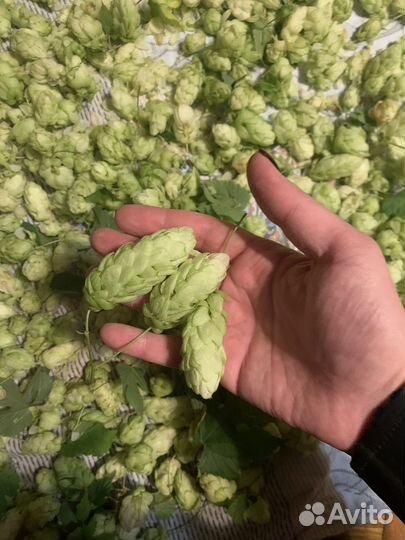 Хмель шишки